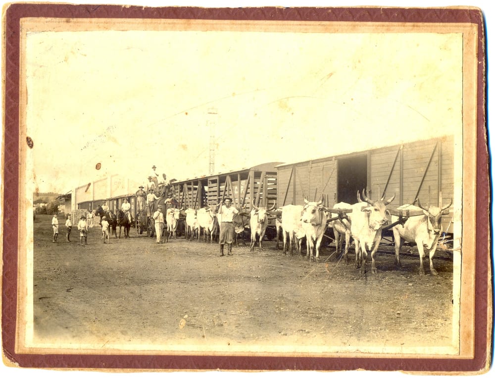 Carros de boi carregando vagões da Companhia Paulista, em fotografia antiga. O barracão de depósito de café desse conjunto viria a abrigar o teatro.